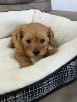 Max, a male Miniature Schnauzer and Yorkshire Terrier for sale in Miami, FL – Photo 3 of 6