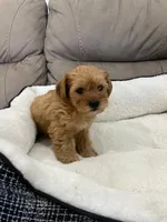 Max, a male Miniature Schnauzer and Yorkshire Terrier for sale in Miami, FL – Photo 5 of 6