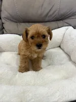 Max, a male Miniature Schnauzer and Yorkshire Terrier for sale in Miami, FL – Photo 1 of 6