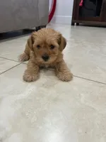 Max, a male Miniature Schnauzer and Yorkshire Terrier for sale in Miami, FL – Photo 2 of 6