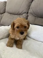 Max, a male Miniature Schnauzer and Yorkshire Terrier for sale in Miami, FL – Photo 4 of 6