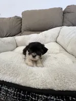 Max, a male Maltese and Shih Tzu for sale in Miami, FL – 6 of 6
