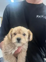 Spike, a male Miniature Schnauzer and Yorkshire Terrier for sale in Miami, FL – Photo 6 of 6