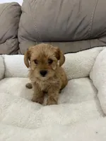 Spike, a male Miniature Schnauzer and Yorkshire Terrier for sale in Miami, FL – Photo 1 of 6