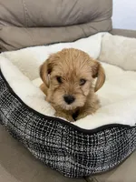 Spike, a male Miniature Schnauzer and Yorkshire Terrier for sale in Miami, FL – Photo 4 of 6