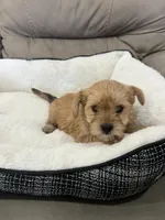 Spike, a male Miniature Schnauzer and Yorkshire Terrier for sale in Miami, FL – Photo 2 of 6