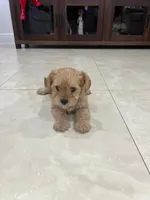 Spike, a male Miniature Schnauzer and Yorkshire Terrier for sale in Miami, FL – Photo 5 of 6