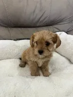 Spike, a male Miniature Schnauzer and Yorkshire Terrier for sale in Miami, FL – Photo 3 of 6