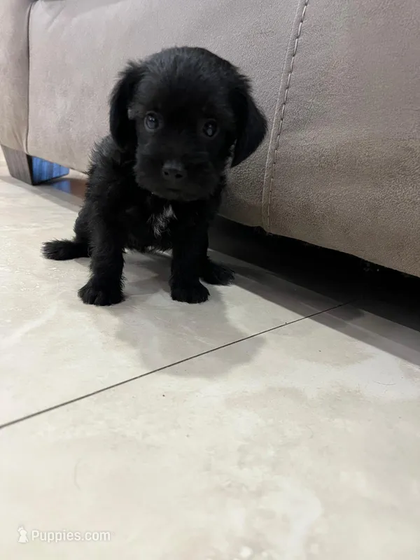 Coco – Miniature Schnauzer, Shih Tzu puppy for sale in Miami, FL