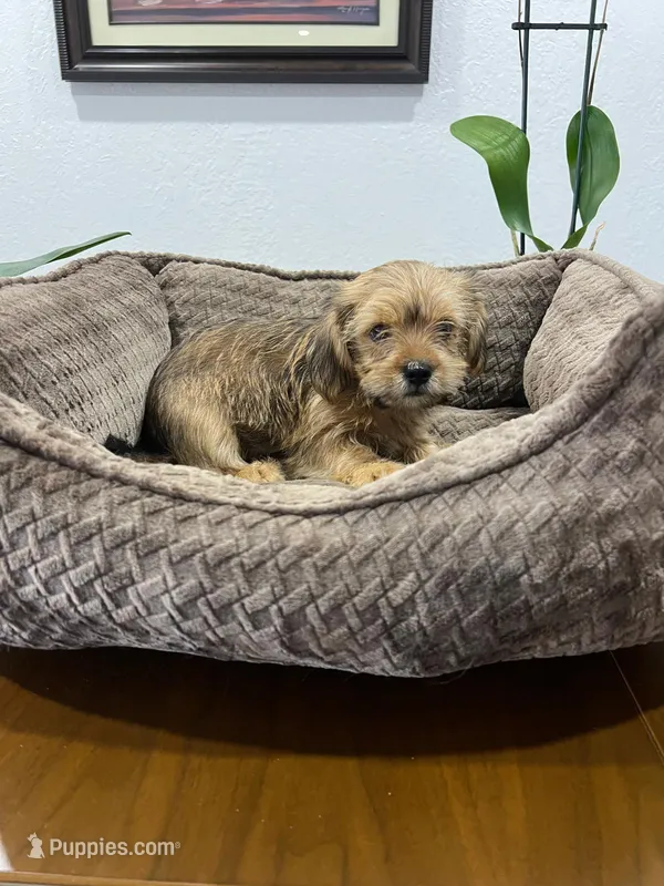 Spike – Miniature Schnauzer, Shih Tzu puppy for sale in Miami, FL