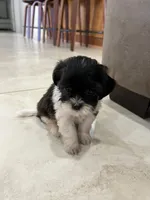Max, a male Maltese and Shih Tzu for sale in Miami, FL – 4 of 6