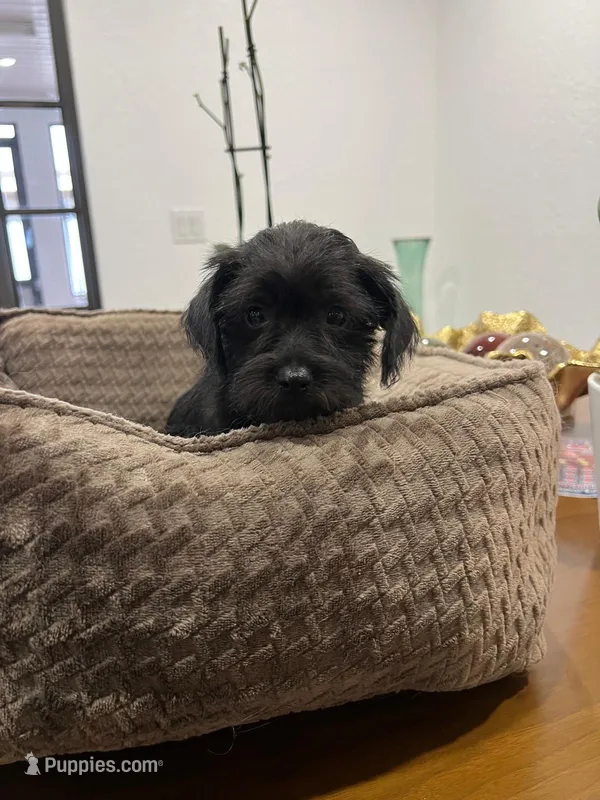 Coco – Miniature Schnauzer, Shih Tzu puppy for sale in Miami, FL