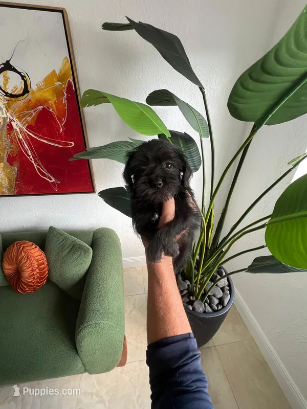 Coco – Miniature Schnauzer, Shih Tzu puppy for sale in Miami, FL