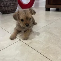 Luna, a female Miniature Schnauzer and Yorkshire Terrier for sale in Miami, FL – Photo 10 of 10