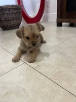 Luna, a female Miniature Schnauzer and Yorkshire Terrier for sale in Miami, FL – Photo 7 of 7