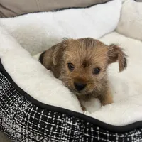 Luna, a female Miniature Schnauzer and Yorkshire Terrier for sale in Miami, FL – Photo 6 of 10