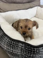 Luna, a female Miniature Schnauzer and Yorkshire Terrier for sale in Miami, FL – Photo 3 of 7