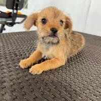 Luna, a female Miniature Schnauzer and Yorkshire Terrier for sale in Miami, FL – Photo 1 of 10