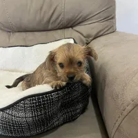 Luna, a female Miniature Schnauzer and Yorkshire Terrier for sale in Miami, FL – Photo 8 of 10