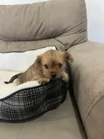 Luna, a female Miniature Schnauzer and Yorkshire Terrier for sale in Miami, FL – Photo 5 of 7