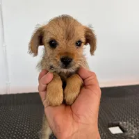 Luna, a female Miniature Schnauzer and Yorkshire Terrier for sale in Miami, FL – Photo 3 of 10