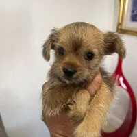 Luna, a female Miniature Schnauzer and Yorkshire Terrier for sale in Miami, FL – Photo 4 of 10