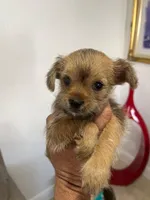 Luna, a female Miniature Schnauzer and Yorkshire Terrier for sale in Miami, FL – Photo 1 of 7