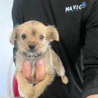 Luna, a female Miniature Schnauzer and Yorkshire Terrier for sale in Miami, FL – Photo 9 of 10