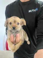 Luna, a female Miniature Schnauzer and Yorkshire Terrier for sale in Miami, FL – Photo 6 of 7