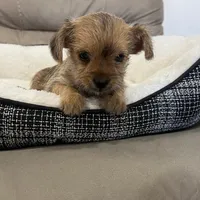 Luna, a female Miniature Schnauzer and Yorkshire Terrier for sale in Miami, FL – Photo 7 of 10