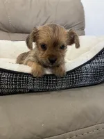 Luna, a female Miniature Schnauzer and Yorkshire Terrier for sale in Miami, FL – Photo 4 of 7