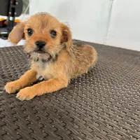 Luna, a female Miniature Schnauzer and Yorkshire Terrier for sale in Miami, FL – Photo 2 of 10