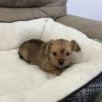 Luna, a female Miniature Schnauzer and Yorkshire Terrier for sale in Miami, FL – Photo 5 of 10