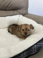 Luna, a female Miniature Schnauzer and Yorkshire Terrier for sale in Miami, FL – Photo 2 of 7