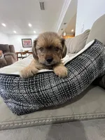 Spike, a male Miniature Schnauzer and Shih Tzu for sale in Miami, FL – 5 of 5