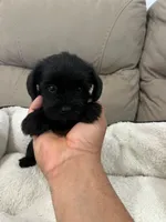 Luna, a female Miniature Schnauzer and Shih Tzu for sale in Miami, FL – 2 of 6