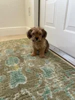 Max, a male Miniature Schnauzer and Shih Tzu for sale in Miami, FL – 7 of 10