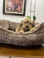 Max, a male Miniature Schnauzer and Shih Tzu for sale in Miami, FL – 1 of 10