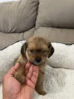 Spike, a male Miniature Schnauzer and Shih Tzu for sale in Miami, FL – 3 of 5