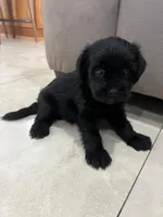 Luna, a female Miniature Schnauzer and Shih Tzu for sale in Miami, FL – 6 of 6