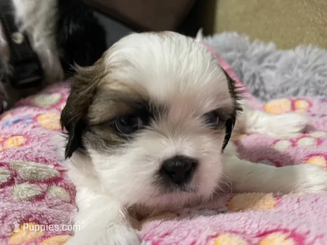 Princess – Shih Tzu puppy for sale in Ocala, FL