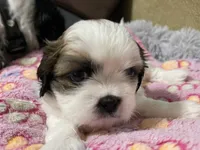 Princess, a female Shih Tzu for sale in Ocala, FL – 1 of 5