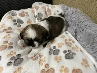 Duchess, a female Shih Tzu for sale in Ocala, FL – 2 of 5