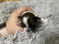 Countess - Live Streamed Daily!, a female Shih Tzu for sale in Ocala, FL – 1 of 3