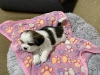 Princess, a female Shih Tzu for sale in Ocala, FL – 2 of 5