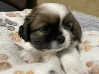 Duchess, a female Shih Tzu for sale in Ocala, FL – 1 of 5