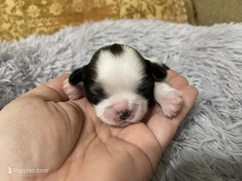 Empress - Live Streamed Daily! – Shih Tzu puppy for sale in Ocala, FL
