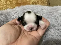 Empress/Priscilla - Live Streamed Daily!, a female Shih Tzu for sale in Ocala, FL – 1 of 3