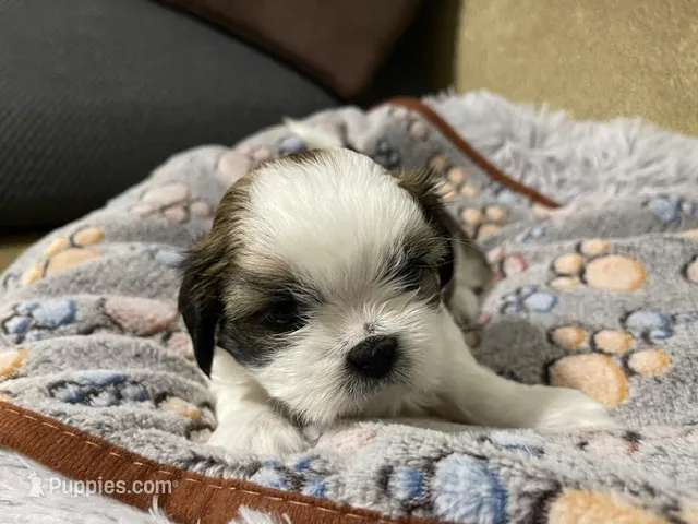 Empress/Priscilla – Shih Tzu puppy for sale in Ocala, FL