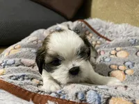 Empress/Priscilla, a female Shih Tzu for sale in Chattahoochee, FL – 2 of 6